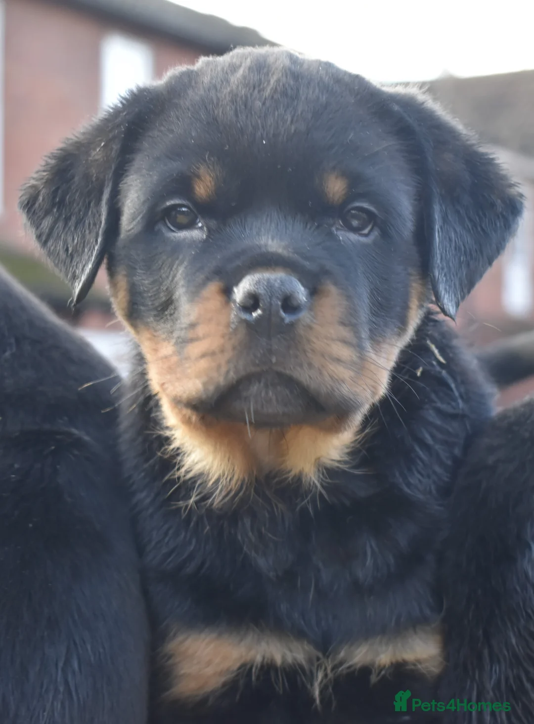 Rottweiler dogs for sale: Champion Line Rottweiler Pups for loving homes - Advert 20
