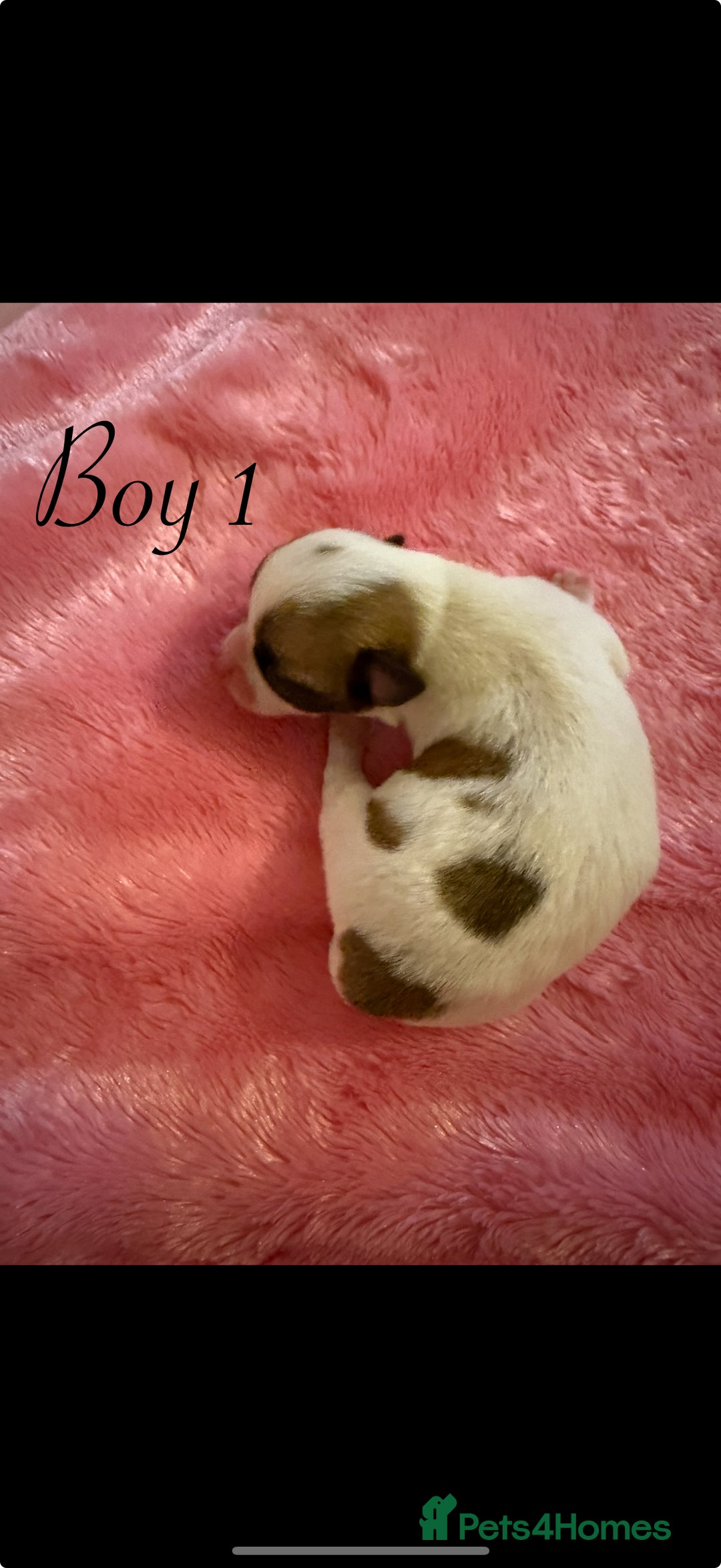 Chihuahua dogs for sale: Beautiful Chihuahua puppy’s  - Image 5