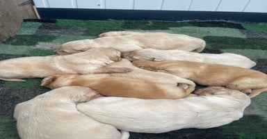 Golden Retriever dogs - Advert 4