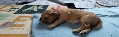 Golden Retriever 4