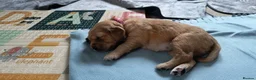 Golden Retriever dogs for sale: Four Golden Retriever Puppies Ready To Leave in London - Advert 4