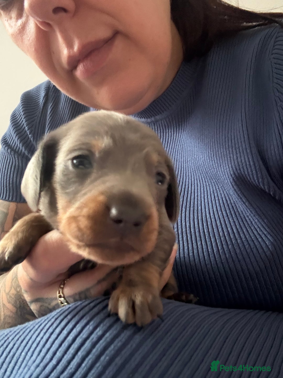 Miniature Dachshund dogs for sale: Miniature smooth haired dachshund  - Image 8