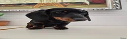 Miniature Dachshund dogs for sale: Miniature Dachshund.Fully vaccinated.Ready t leave - Advert 7