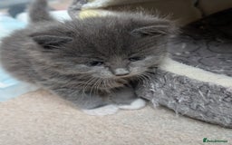 Maine Coon cats for sale: 3 maine coon cross kittens  - Image 12