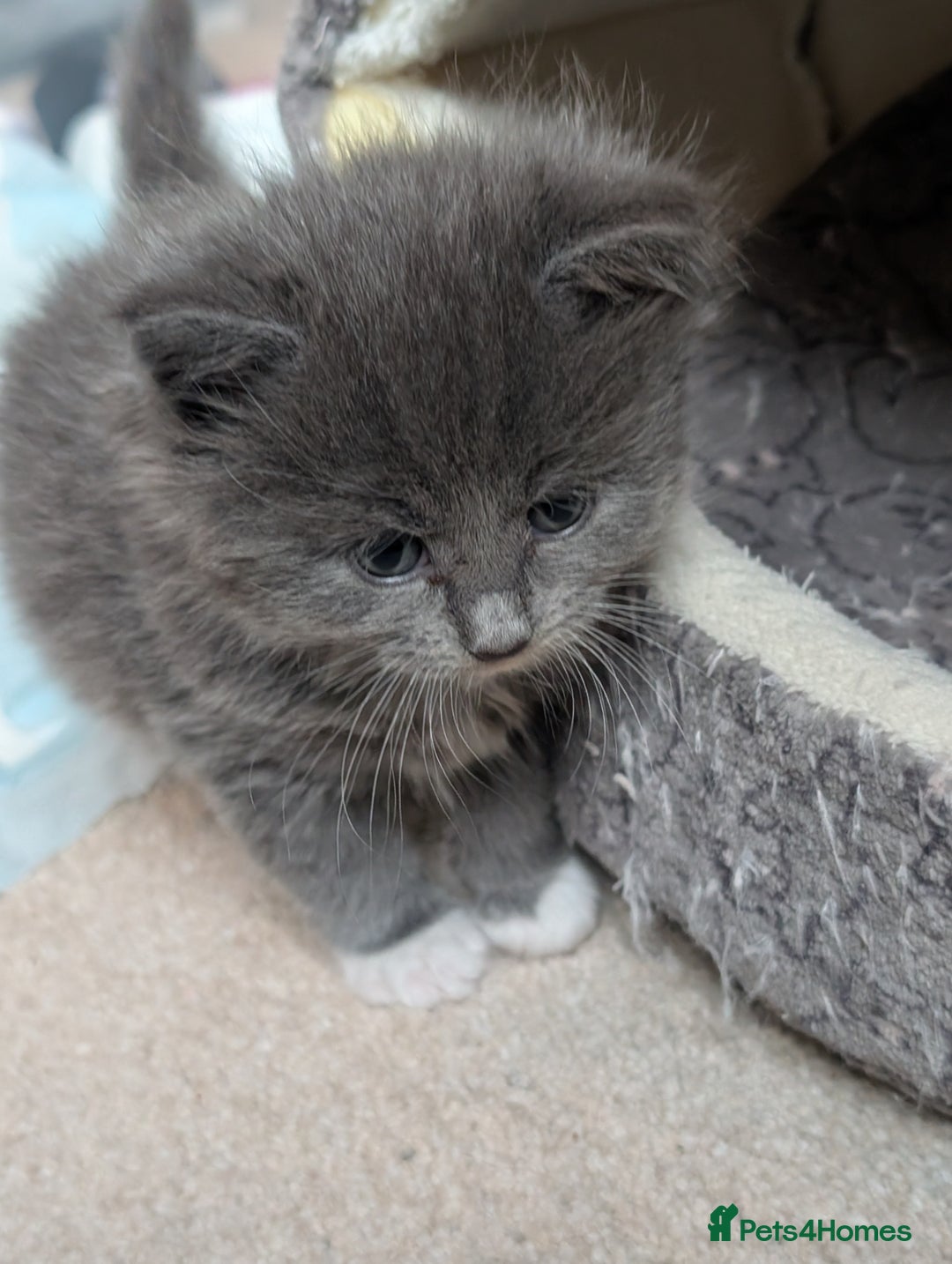 Maine Coon cats for sale: 3 maine coon cross kittens  - Image 12