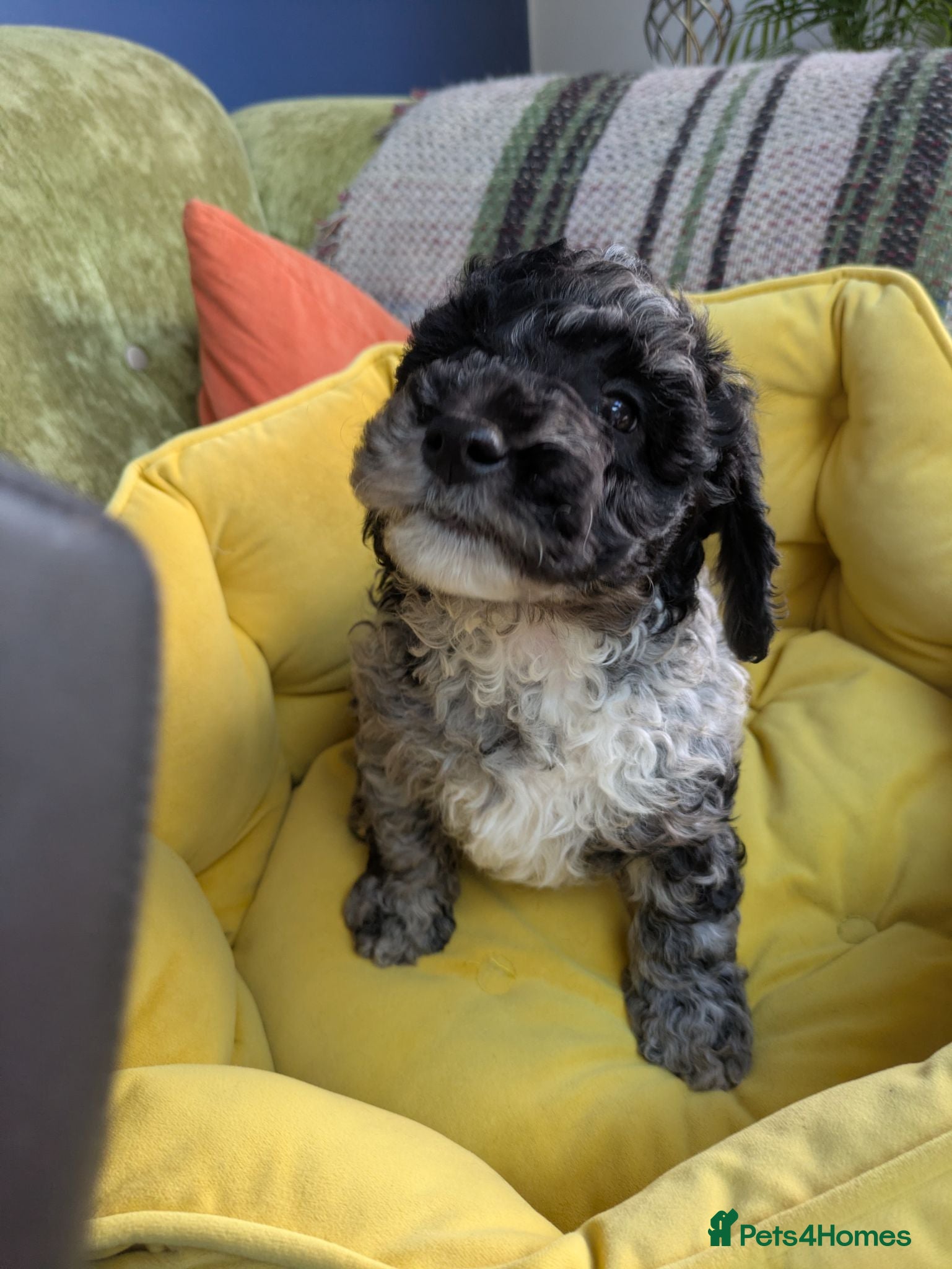 Miniature Poodle dogs **READY NOW**Miniature Poodles Puppies (Blue Merl) - Advert 1