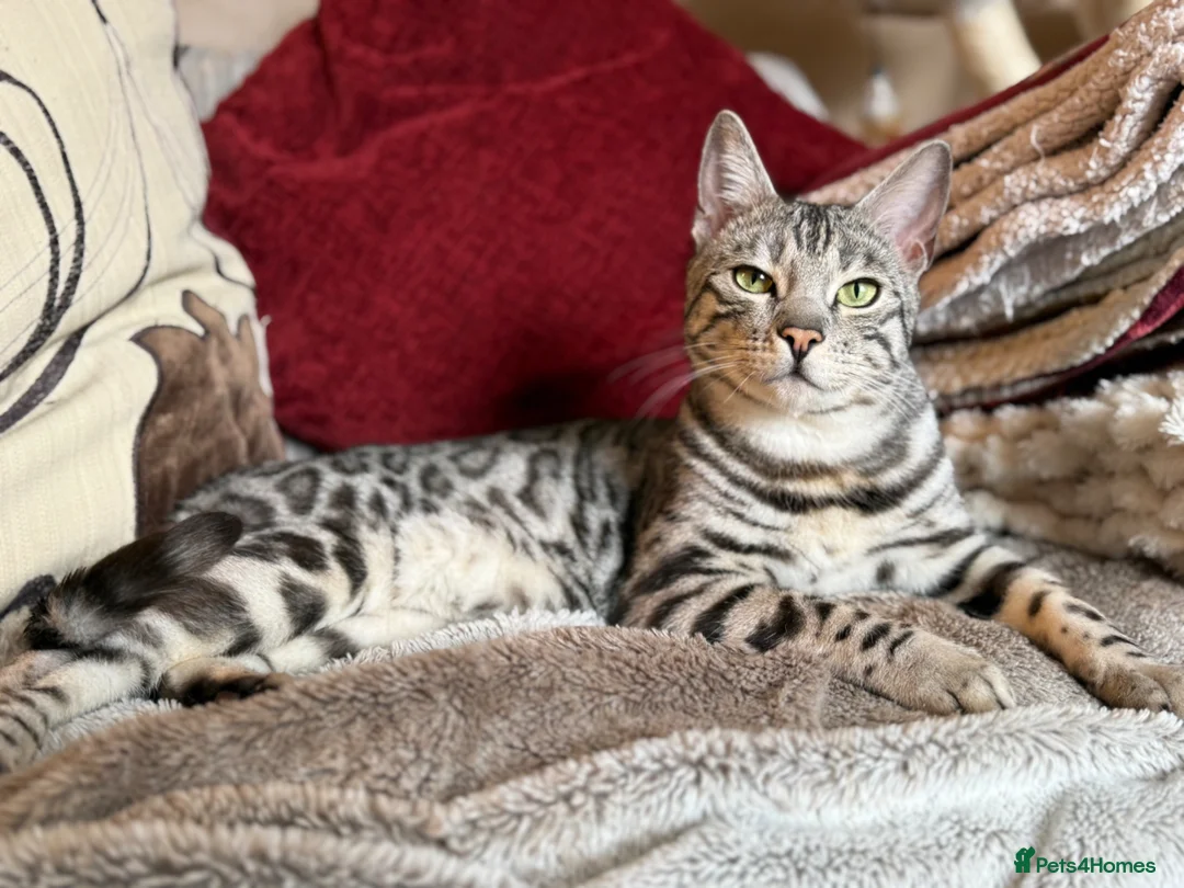 Bengal cats for sale: Stunning Silver Black Spotted Tabby 💜🐾 - Advert 1