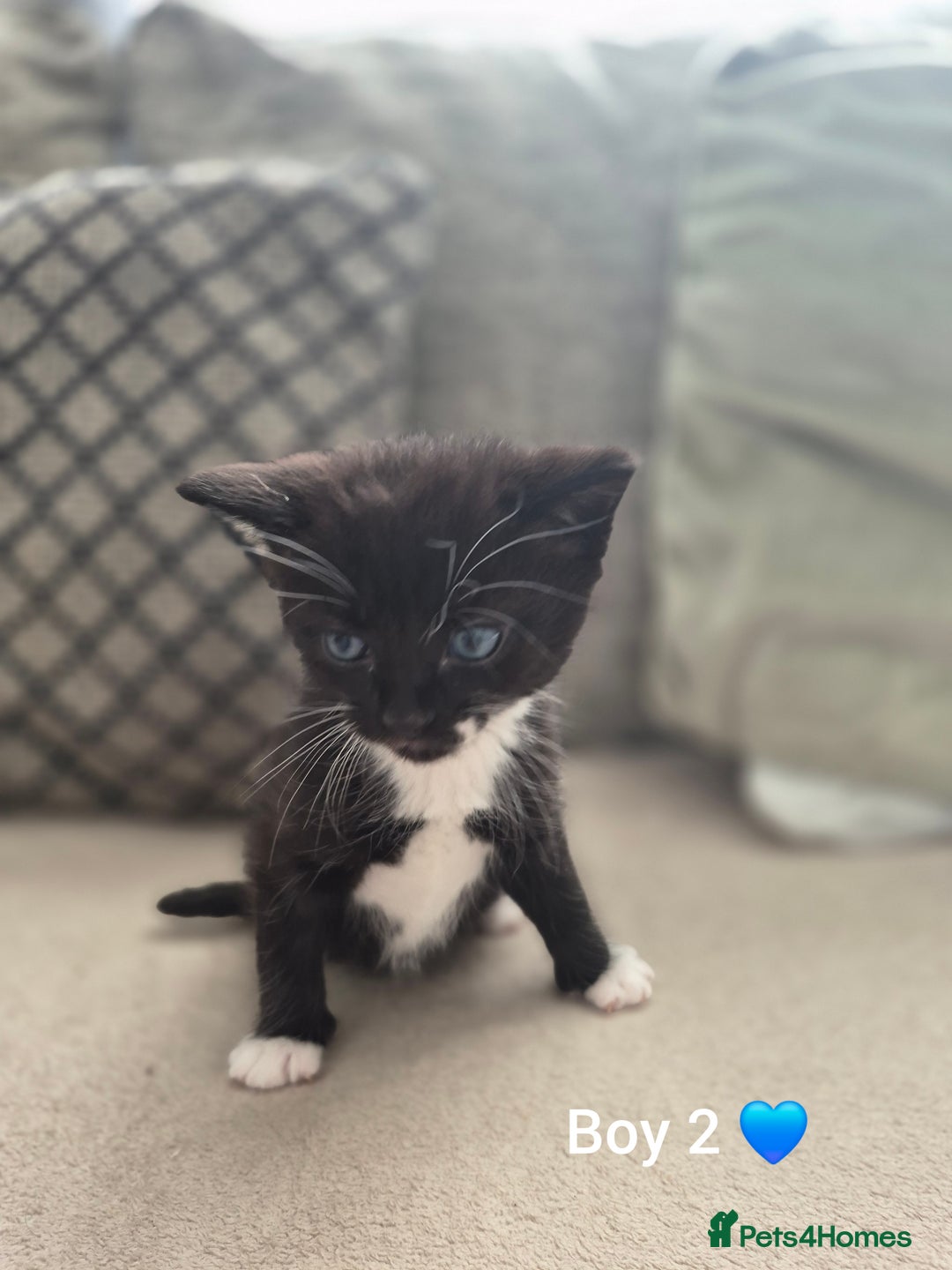 Mixed Breed cats for sale: Beautiful grey and tabby kittens  - Advert 16