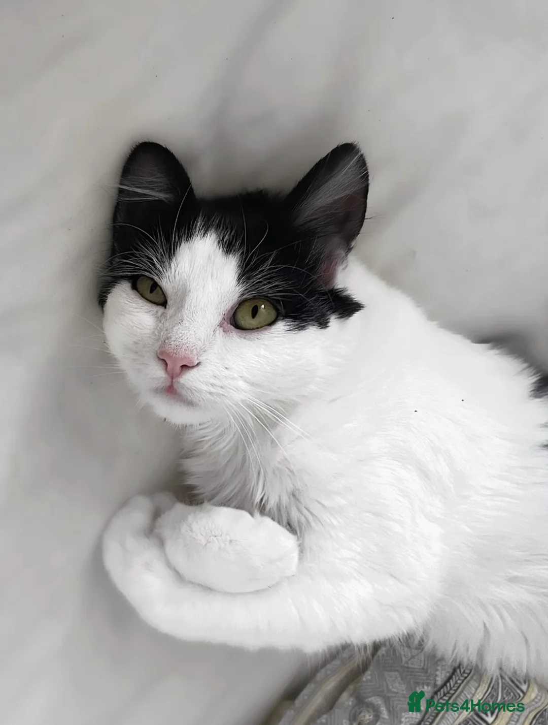 Mixed Breed cats for sale: 1 male kitten  in Rochford - Advert 7
