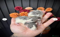 Rat rodents for sale: 🐭Dumbo Rex & Straight Coat Rats Available 🐭 - Image 10