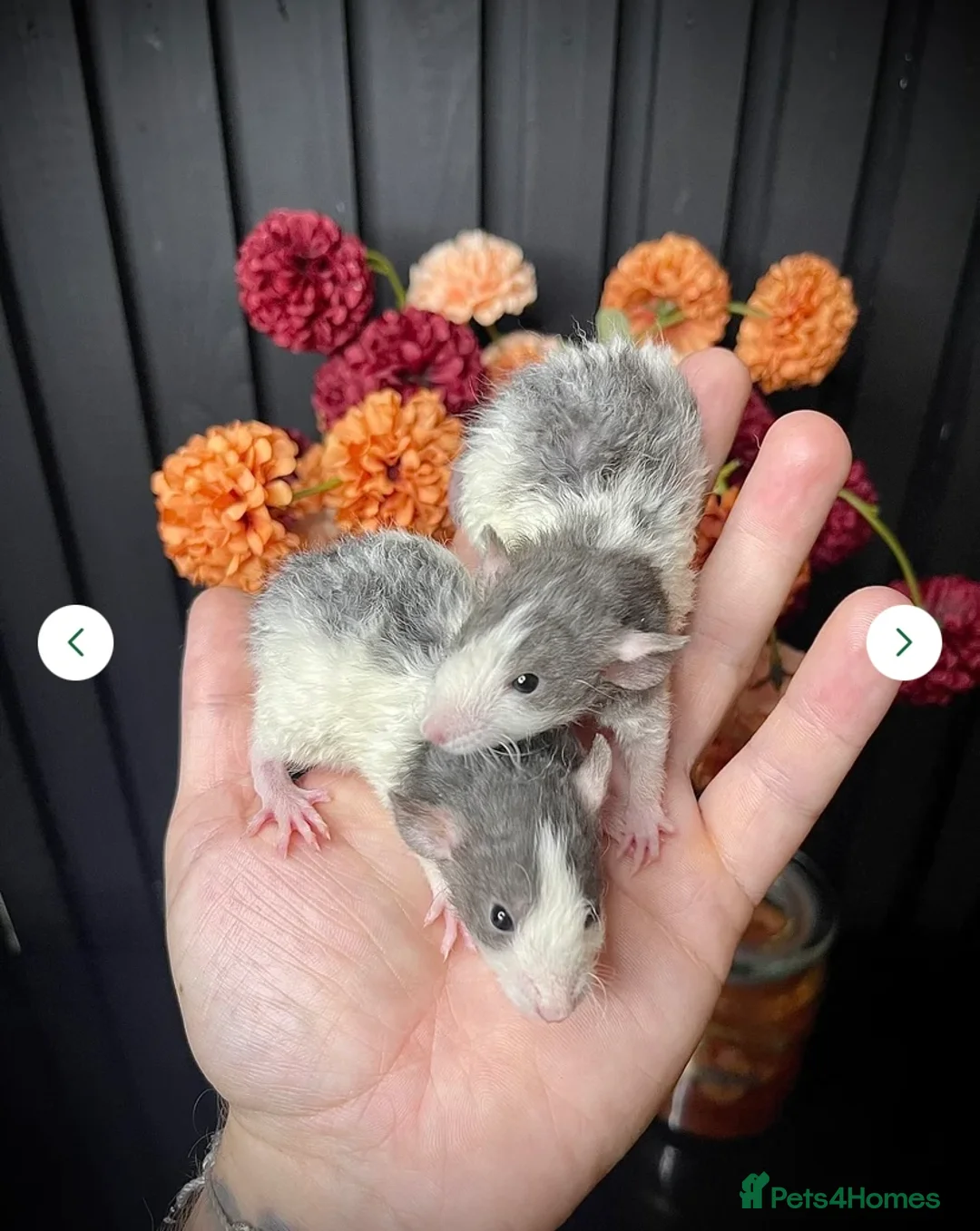 Rat rodents for sale: JAN 26’ UPDATE! 🐭Dumbo Rex & Straight Coat Rats🐭 - Advert 10