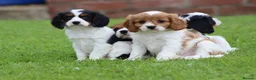 Cavapoo dogs for sale: Beautiful Cavapoo puppies for sale - Advert 20