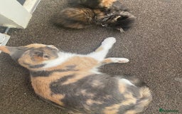 Mixed Breed cats for sale: 3 female and 1 male kitten for sale  - Image 1