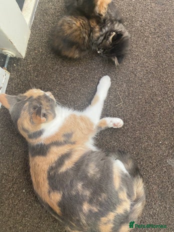 Mixed Breed cats - Advert 2