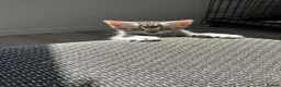 Russian Blue cats for sale: Beautiful black silver grey tabby kittens  - Advert 17
