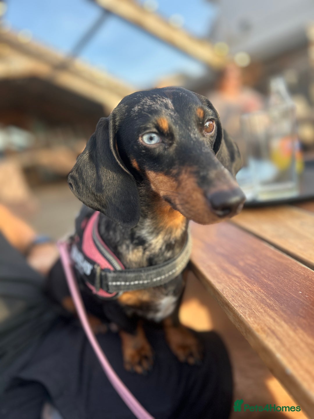 Miniature Dachshund dogs for sale: Chocolate and Tan KC Boy mini dachshund  - Advert 3