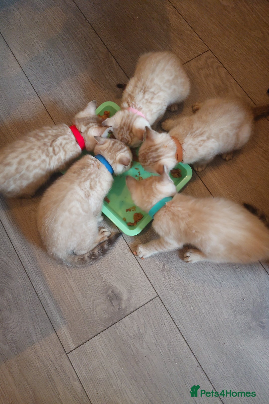Bengal cats for sale: Platinum snow/minx leopard Bengal  - Image 6