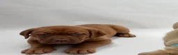 Dogue De Bordeaux dogs for sale: Dogue de Bordeaux Female  - Advert 9