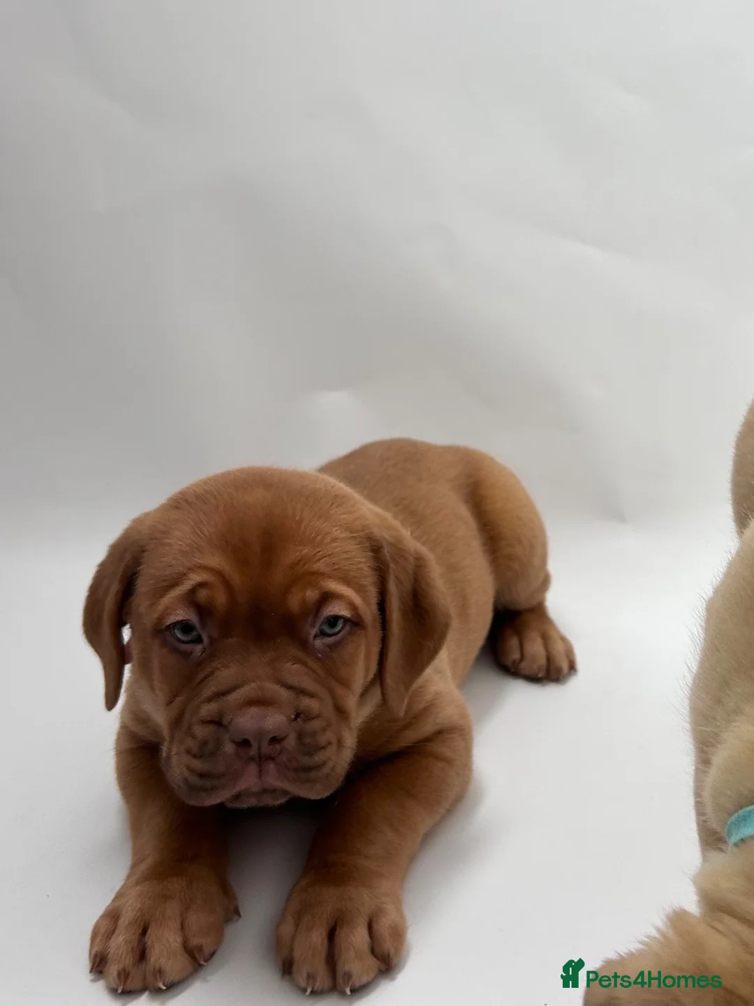 Dogue De Bordeaux dogs for sale: Dogue de Bordeaux Female  - Advert 9