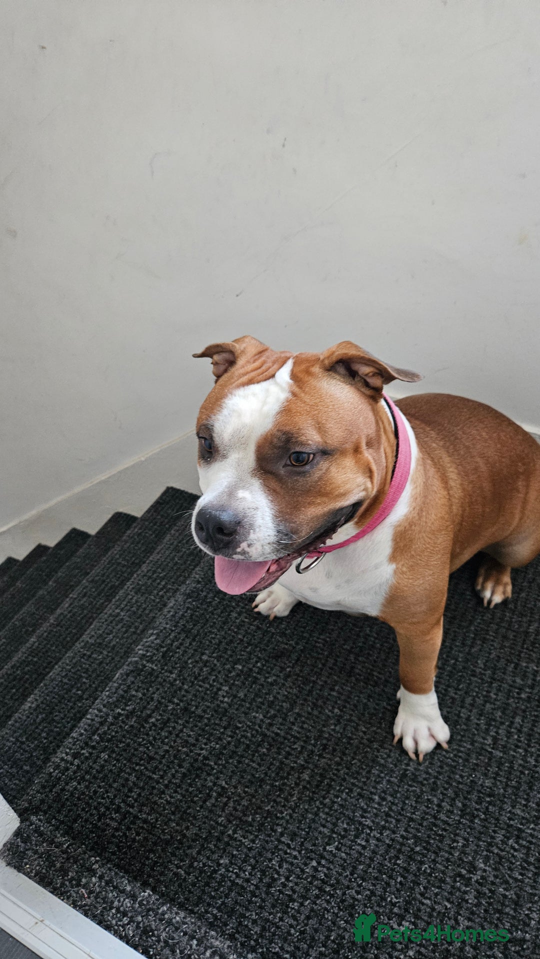 American Bully dogs for sale: 19 month old female pocket bully - Image 3