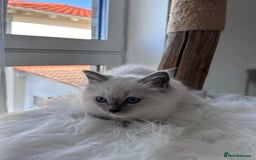 Ragdoll cats for sale: homes raised beautiful Rag dolls kitties - Advert 4