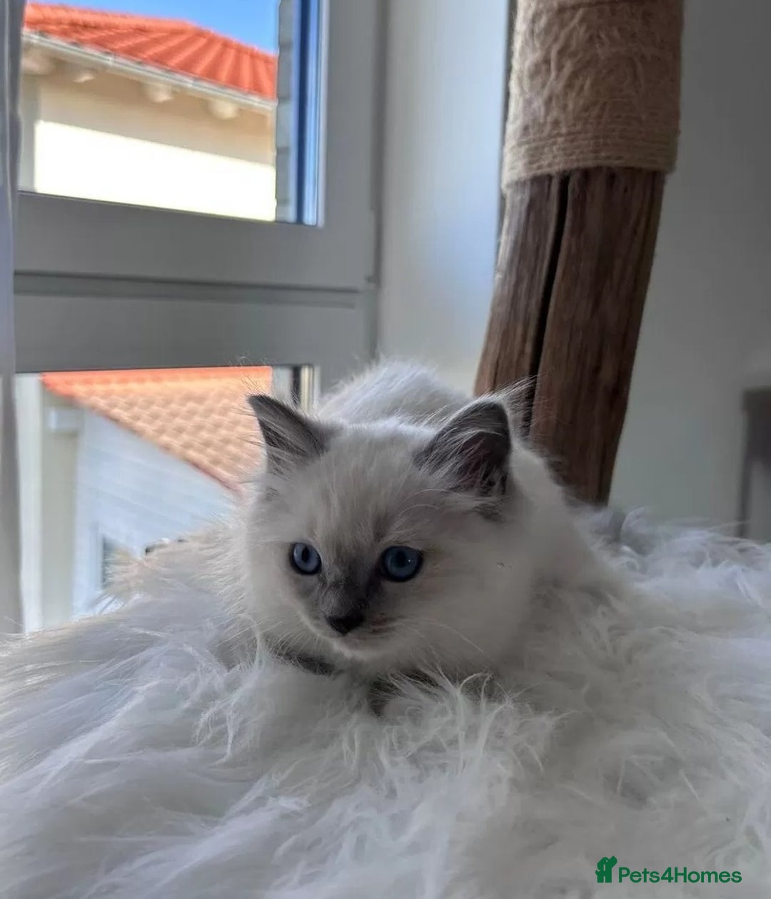 Ragdoll cats for sale: homes raised beautiful Rag dolls kitties - Advert 4