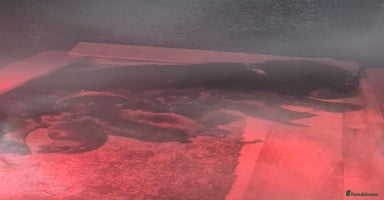 Cocker Spaniel dogs Kc show cocker spaniel puppies - Advert 4