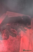 Cocker Spaniel dogs Kc show cocker spaniel puppies - Advert 3