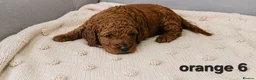 Cockapoo dogs for sale: Cockapoo  in Wolverhampton - Advert 12