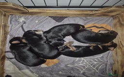 Yorkshire Terrier dogs for sale: Gorgeous yorkshire terrier puppies - Advert 8