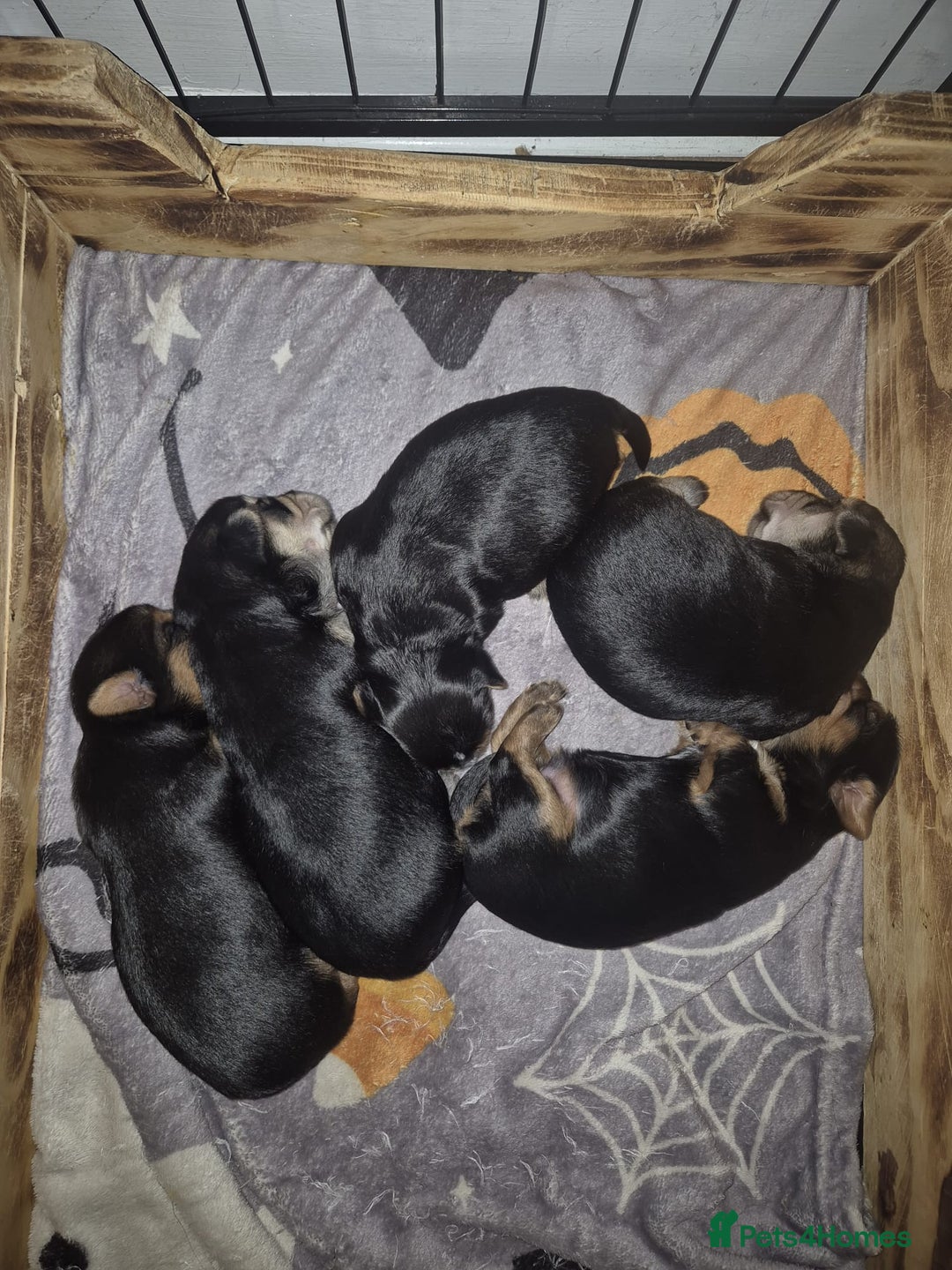 Yorkshire Terrier dogs for sale: Gorgeous yorkshire terrier puppies - Advert 8