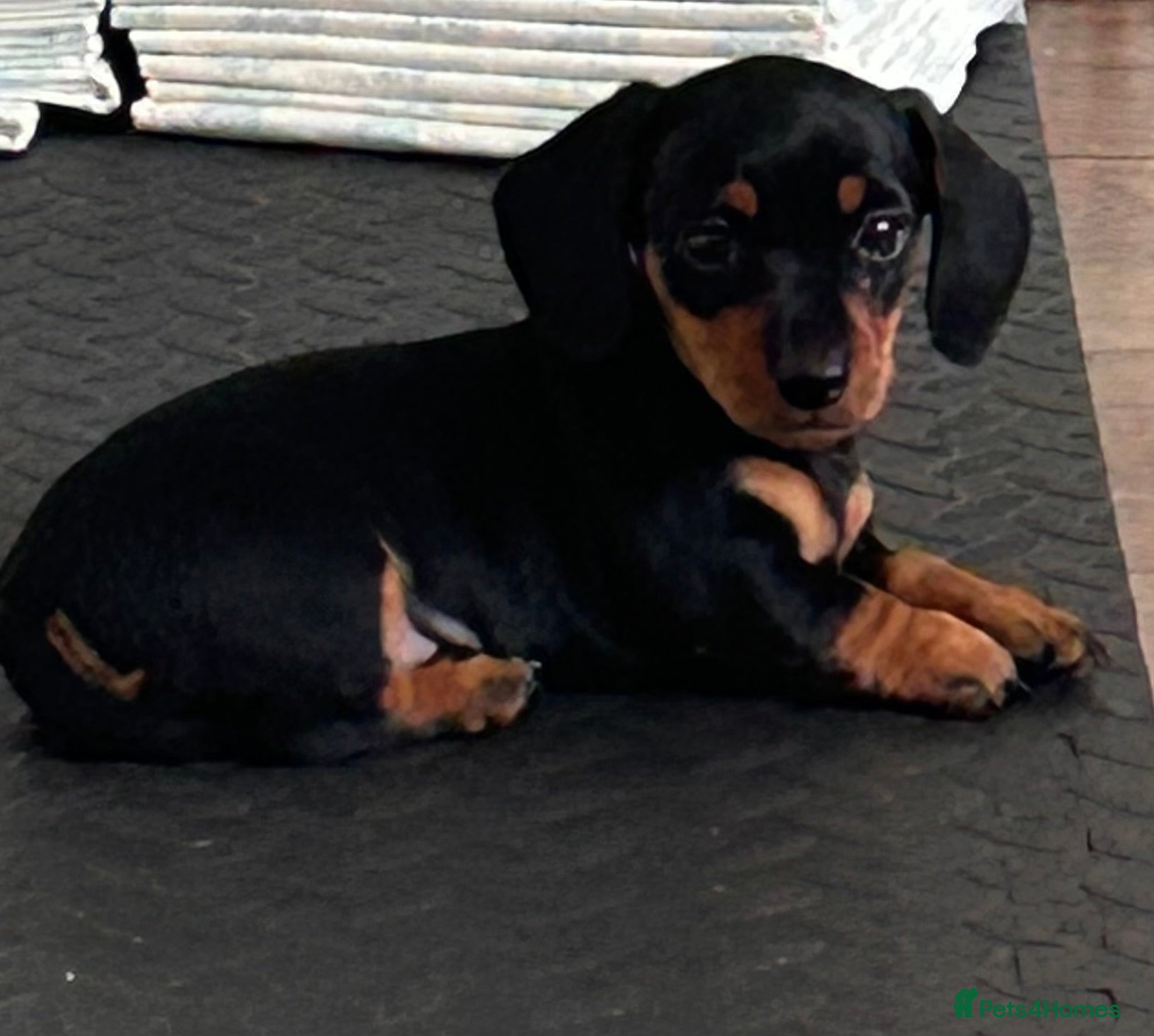Miniature Dachshund dogs Bubbles black & tan girl left  - Advert 18