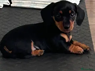 Miniature Dachshund dogs Bubbles black & tan girl left - Advert 18