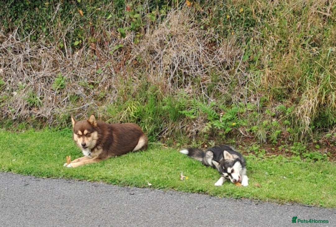 Pomsky dogs for sale: Beautiful chocolate tri Pomsky boy - Image 5