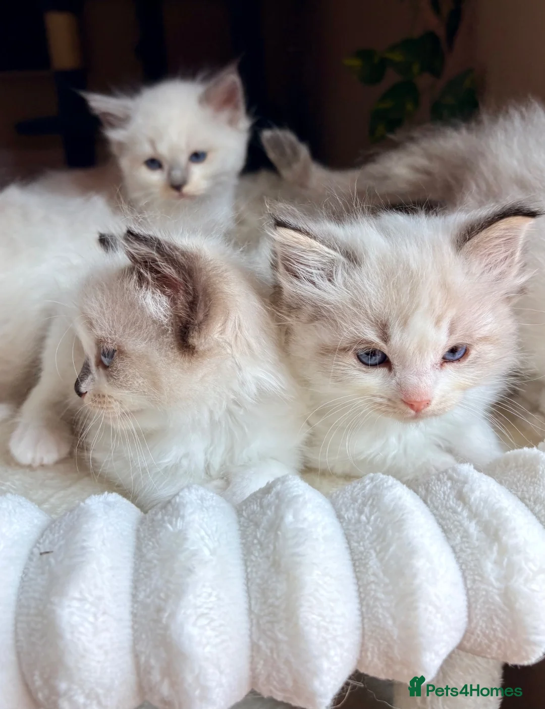 Ragdoll cats for sale: RARE Blue Lynx Bicolor ✨🏆🦋 - Advert 1