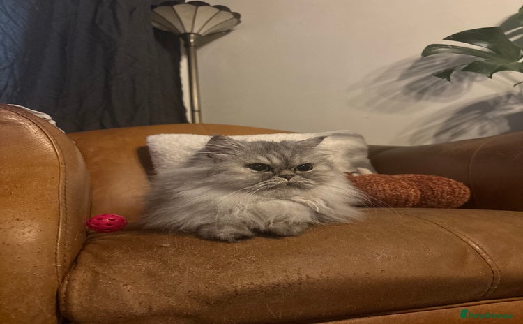 Persian cats Gorgeous Female Persian  - Advert 4