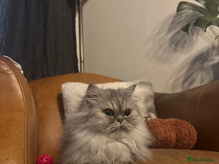 Persian cats Gorgeous Female Persian - Advert 2