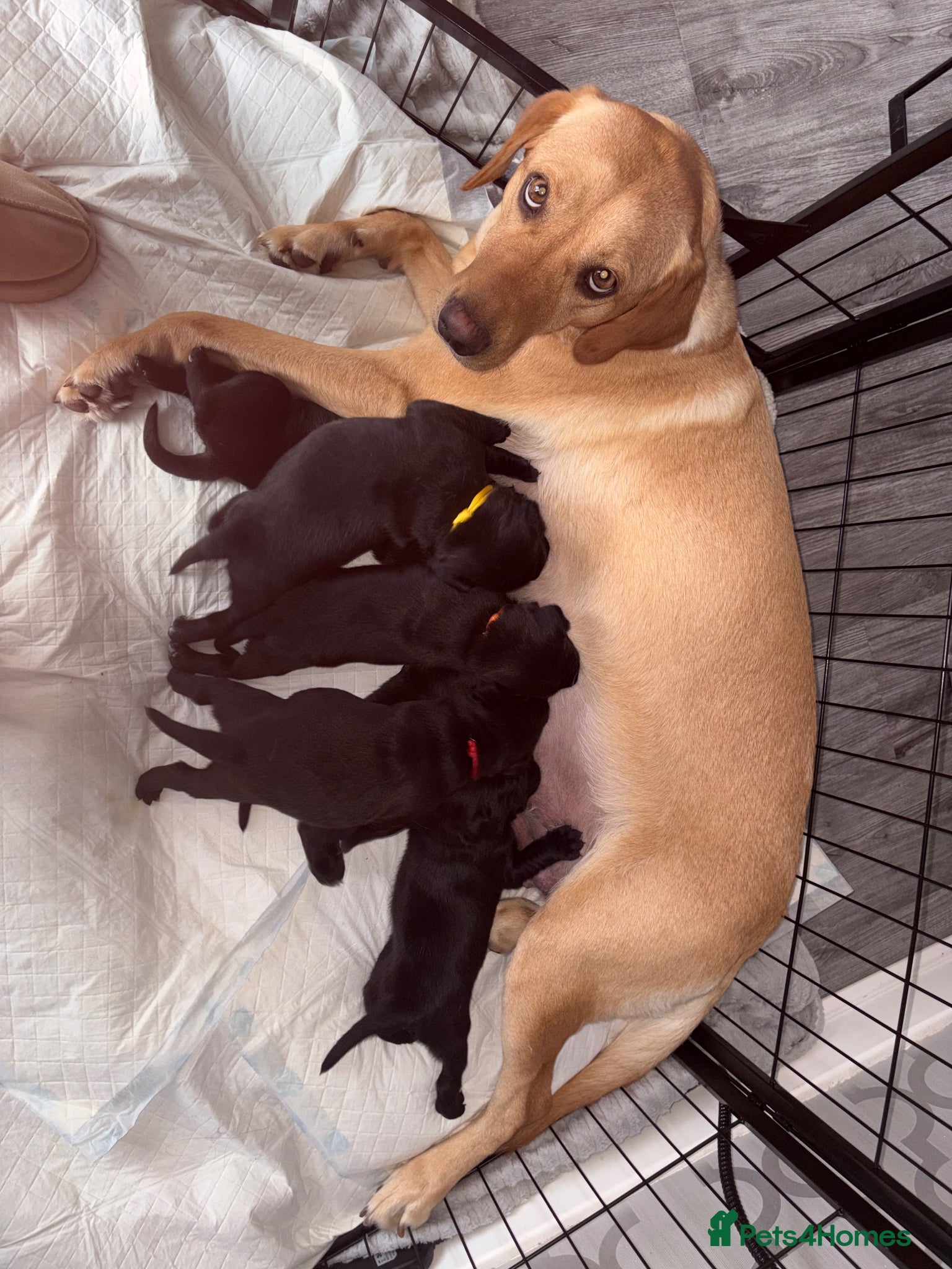 Mixed Breed dogs Staffadors - Advert 1