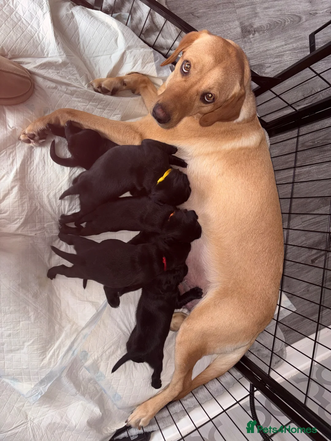 Mixed Breed dogs for sale: Staffadors in Glasgow - Advert 1