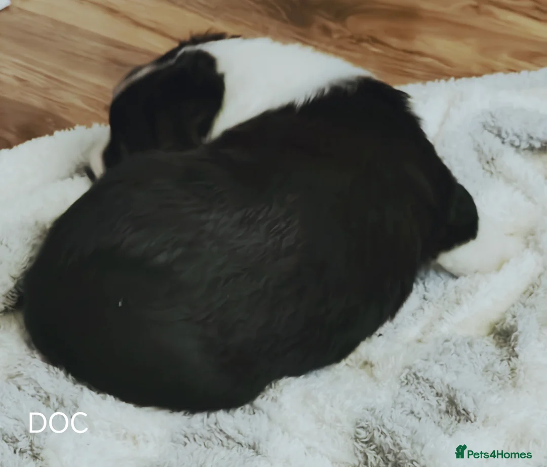 Mixed Breed dogs for sale:  REDUCED!! 2 OLD TYME BORDER COLLIE PUPPIES!  - Advert 34