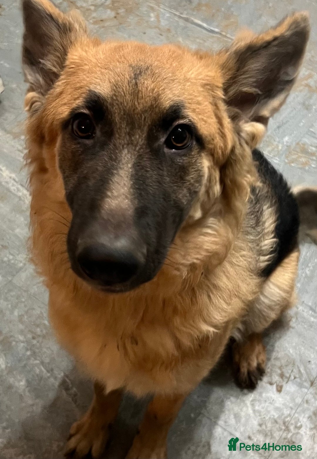 German Shepherd dogs for sale: Beautiful straight backed German shepherd  - Advert 5