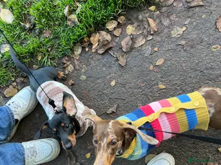 Dachshund dogs Pablo and Walter - Advert 4