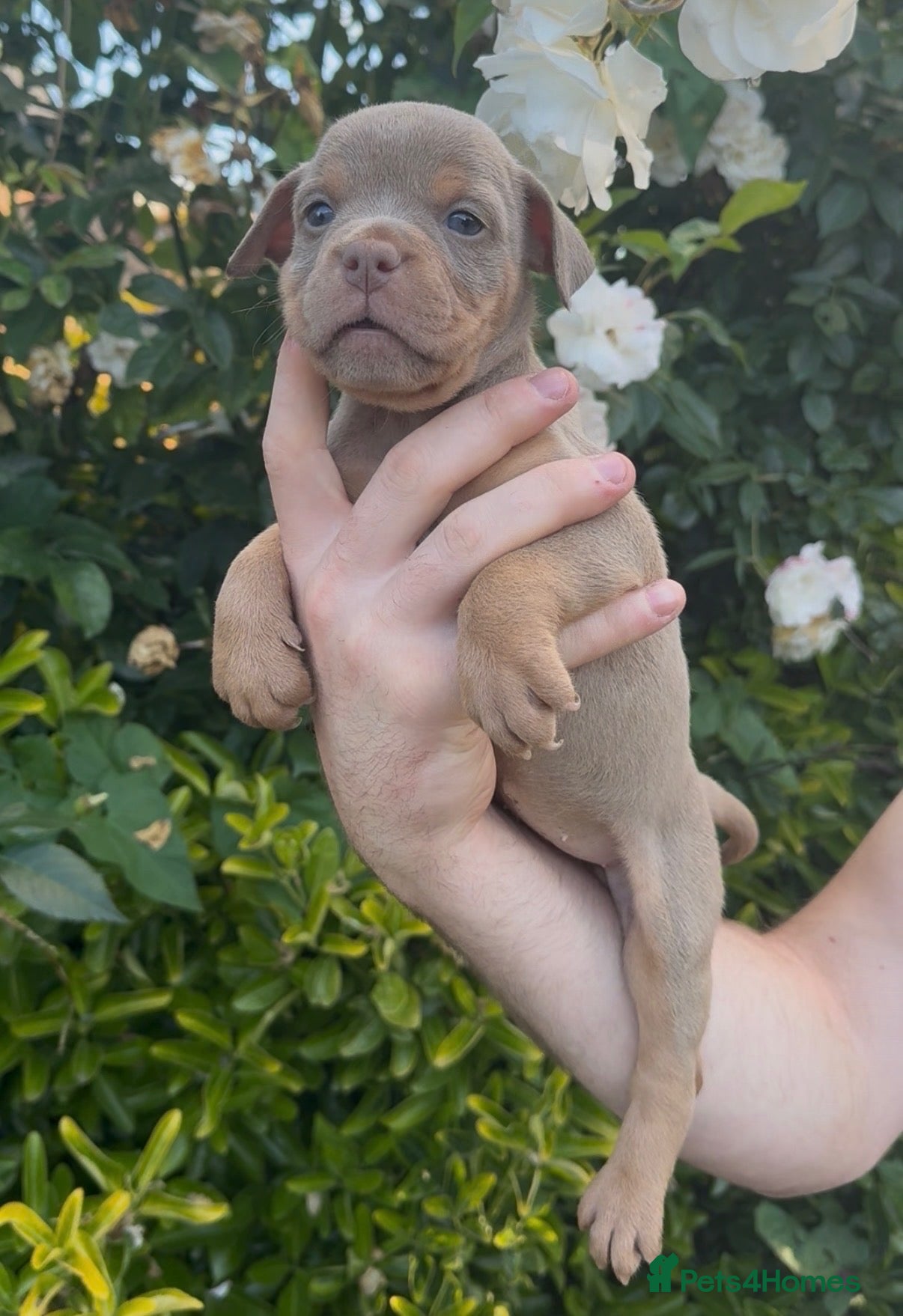 Olde English Bulldogge dogs 7 old tyme bulldog puppies available  - Advert 3