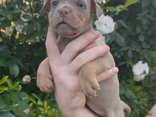 Olde English Bulldogge dogs 7 old tyme bulldog puppies available - Advert 1
