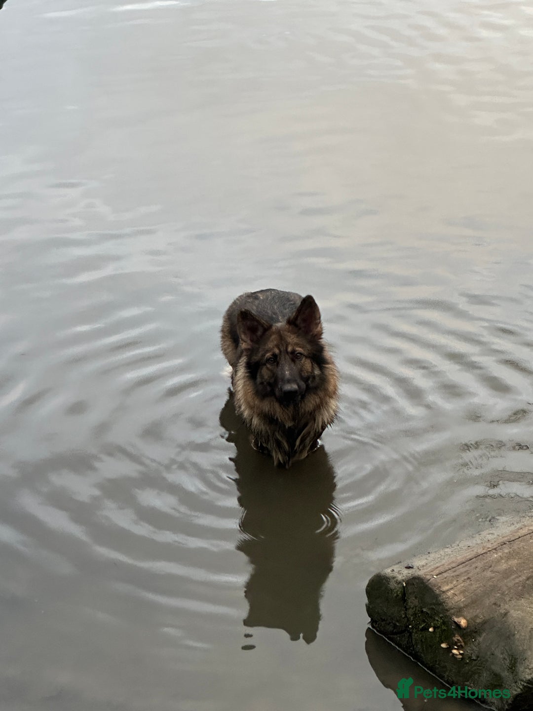German Shepherd dogs for sale: Super Friendly&Family-Raised Nico Ready For A Home - Image 1