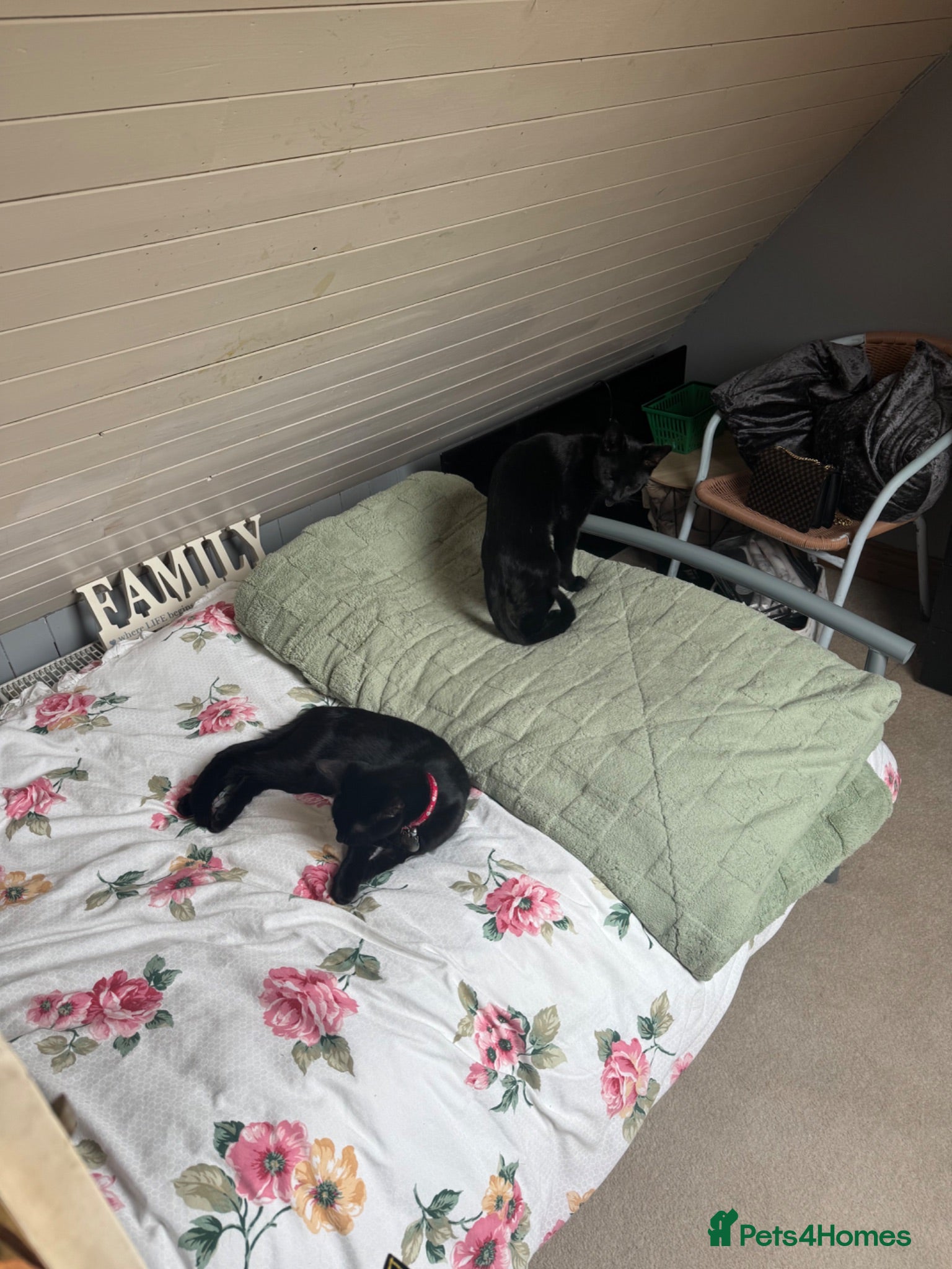 Mixed Breed cats Looking to rehome my beautiful cats  - Advert 7