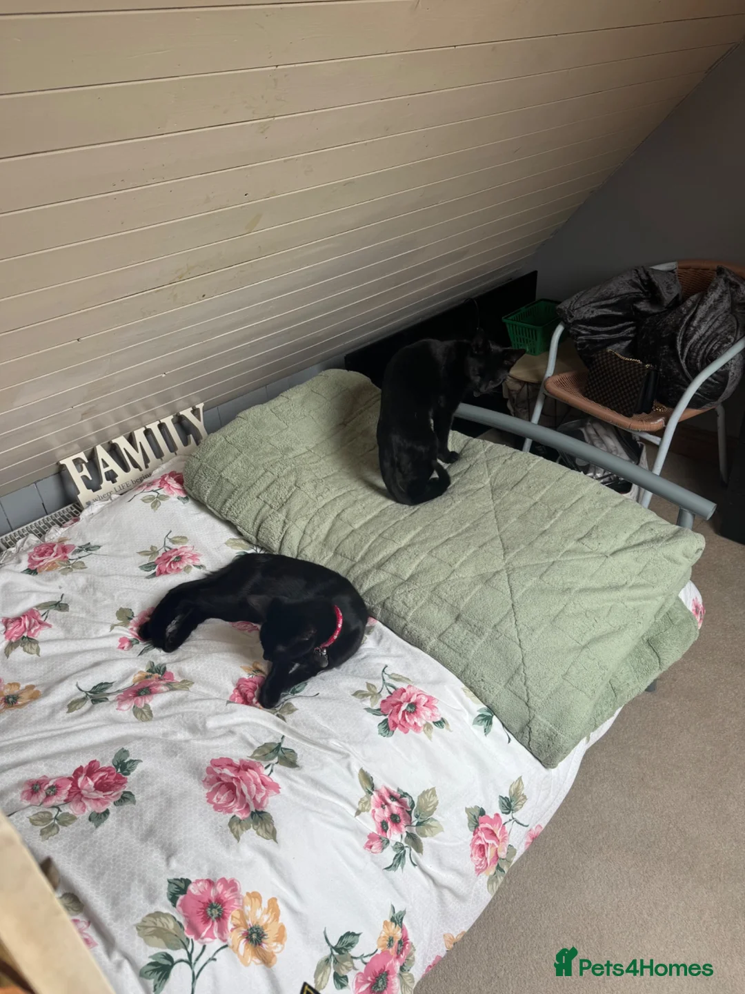 Mixed Breed cats for sale: Looking to rehome my beautiful cats  - Advert 1