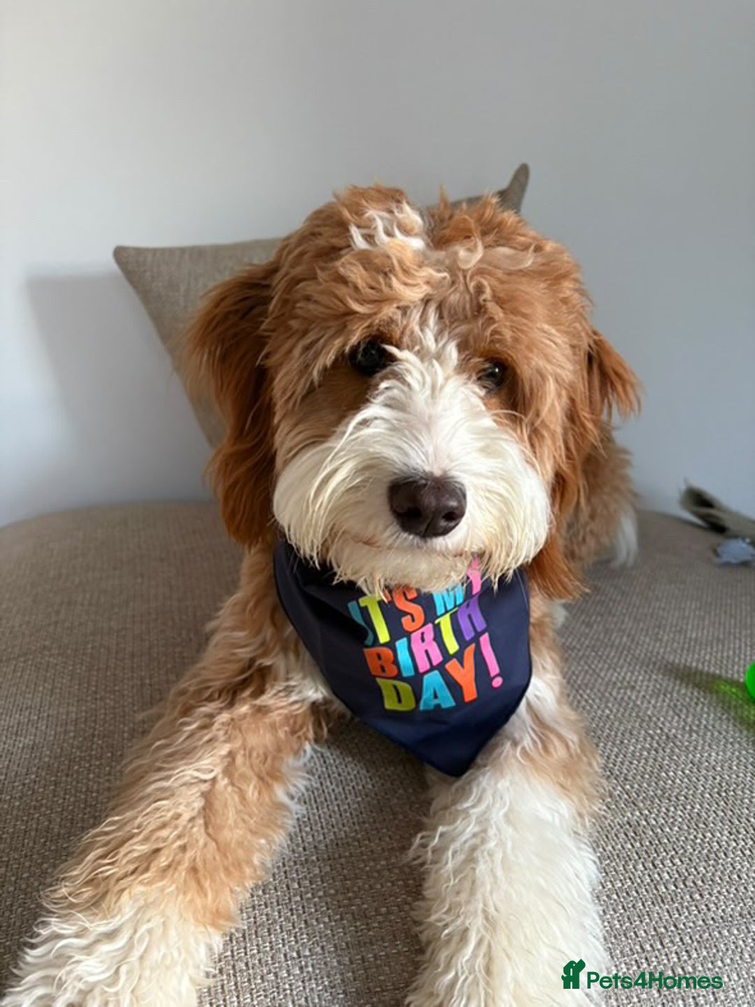 Australian Labradoodle dogs for sale: These pups have it all - Image 5