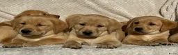 Labrador Retriever dogs for sale: Beautiful litter of KC reg Labrador puppies  - Advert 13