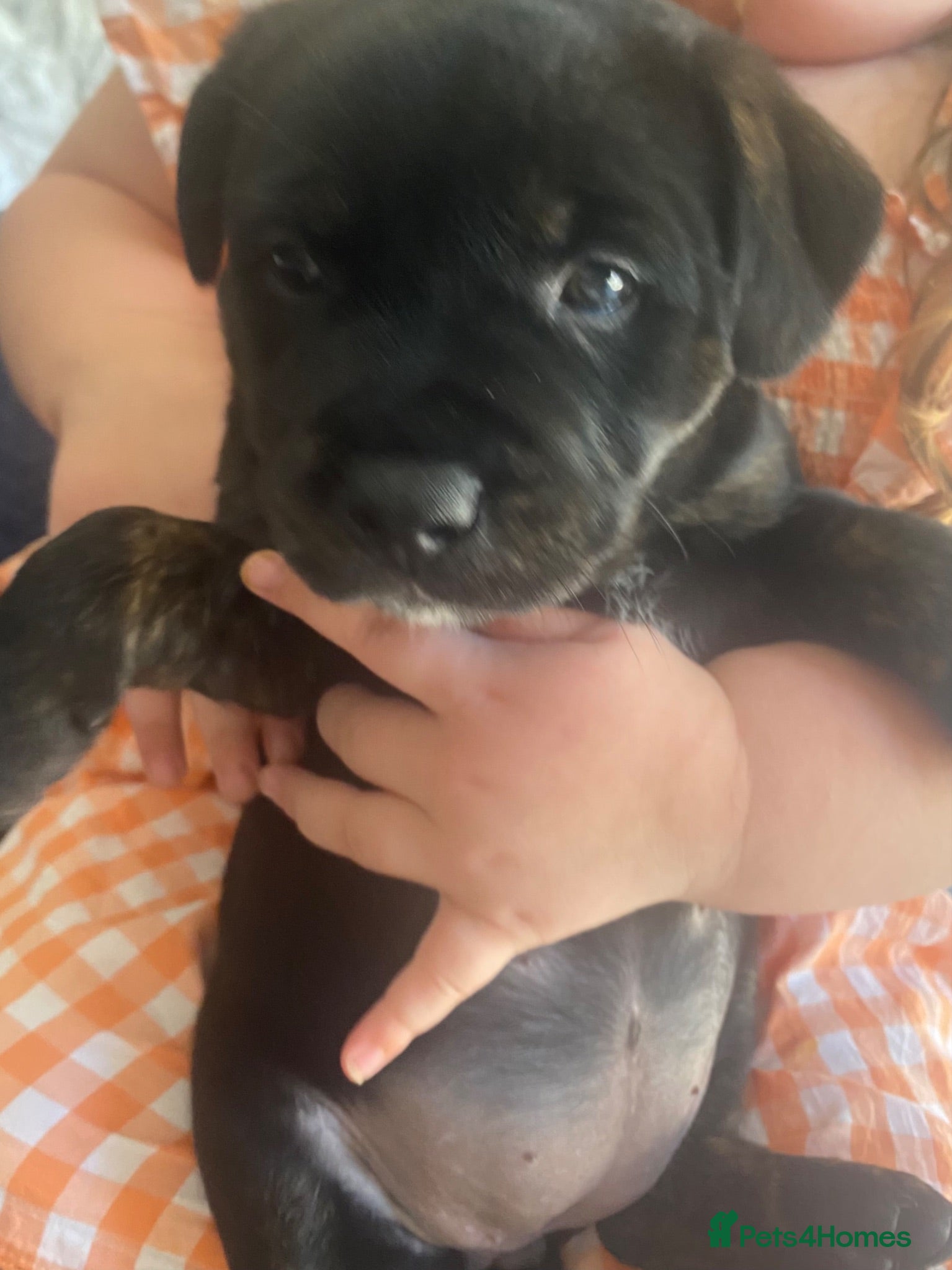 Mixed Breed dogs STAFFWEILER PUPPIES - Advert 1